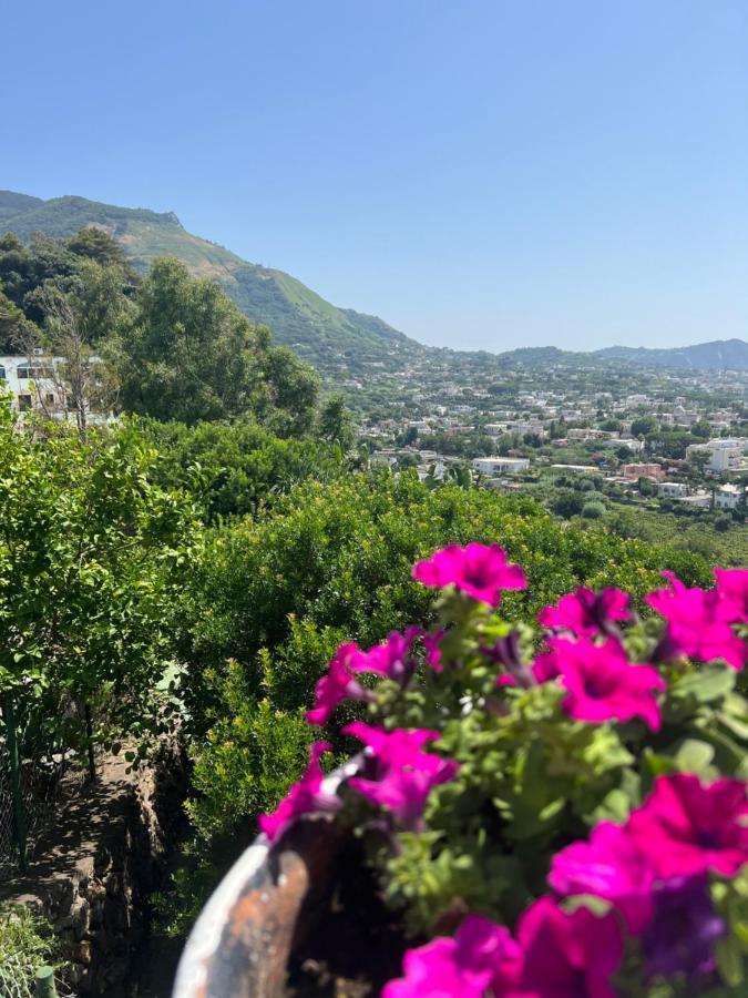 Bed and Breakfast Blu Panorama Forio di Ischia Zewnętrze zdjęcie